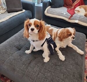 NFL Dog Dallas Cowboy Cheerleader Dress